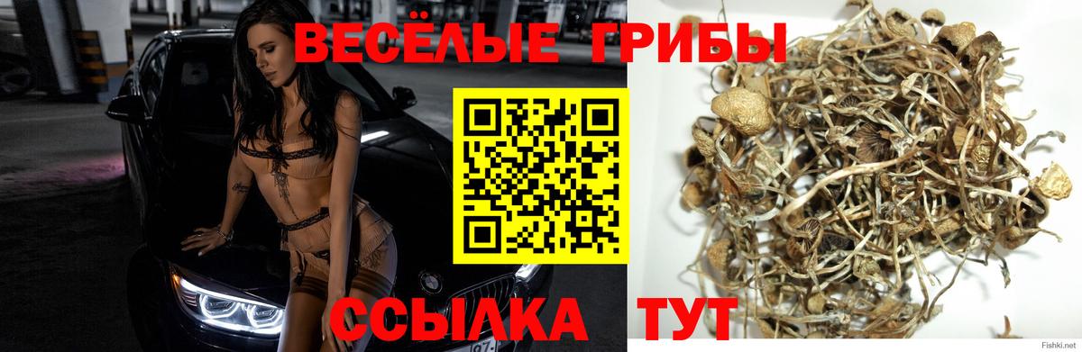 Псилоцибиновые грибы прущие грибы  купить  цена  Куйбышев  Галлюциногенные грибы Psilocybe  Вход с VPN 